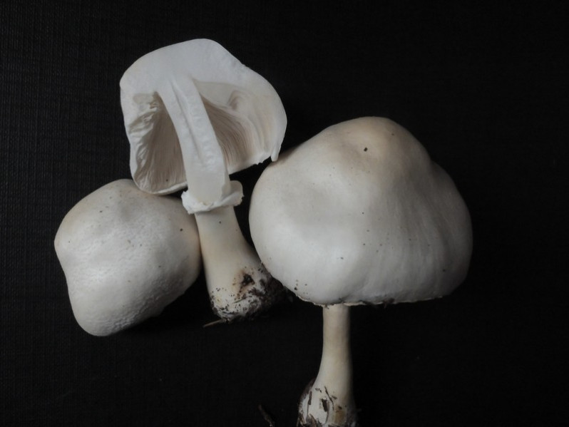 Leucoagaricus leucothites (Vittad.) Wasser, 1977