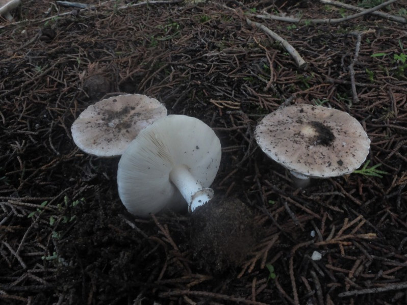Leucoagaricus littoralis (Menier) Bon & Boiffard, 1976