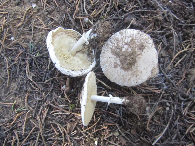 Leucoagaricus littoralis (Menier) Bon & Boiffard, 1976