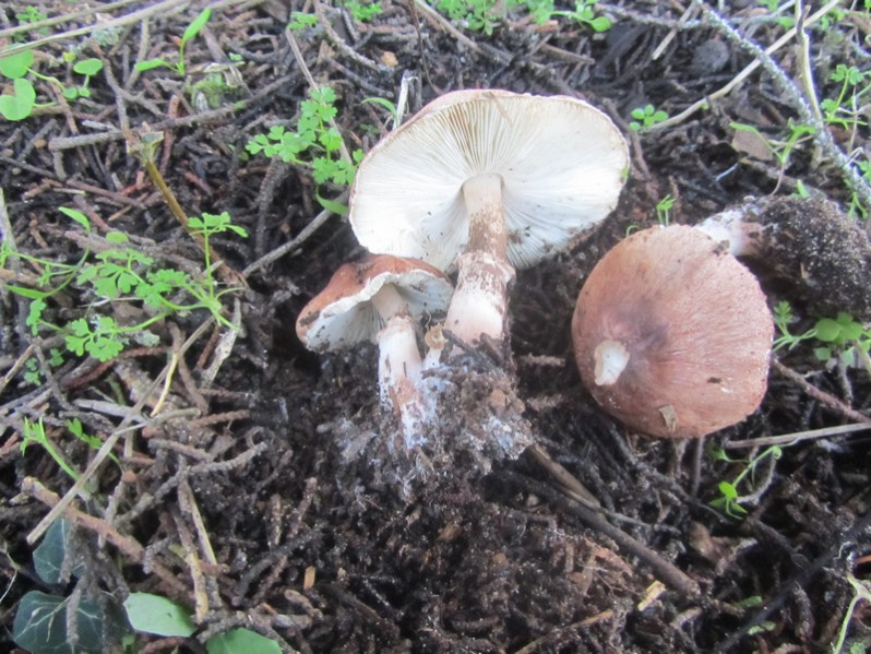 Leucoagaricus piliatanus (Demoulin) Bon & Boiffard, 1976