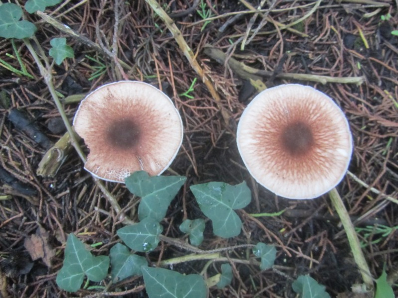Leucoagaricus piliatanus (Demoulin) Bon & Boiffard, 1976