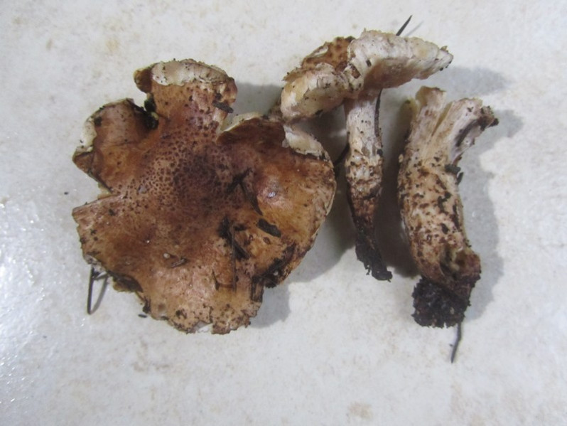 Leucoagaricus piliatanus (Demoulin) Bon & Boiffard, 1976