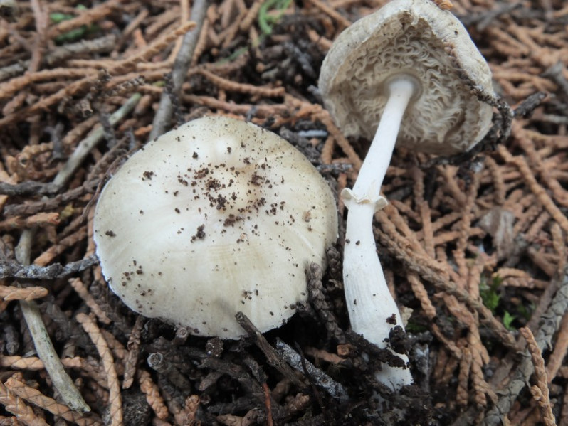 Leucoagaricus subolivaceus Migl. & L.Perrone, 1992
