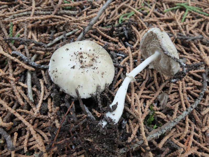 Leucoagaricus subolivaceus Migl. & L.Perrone, 1992
