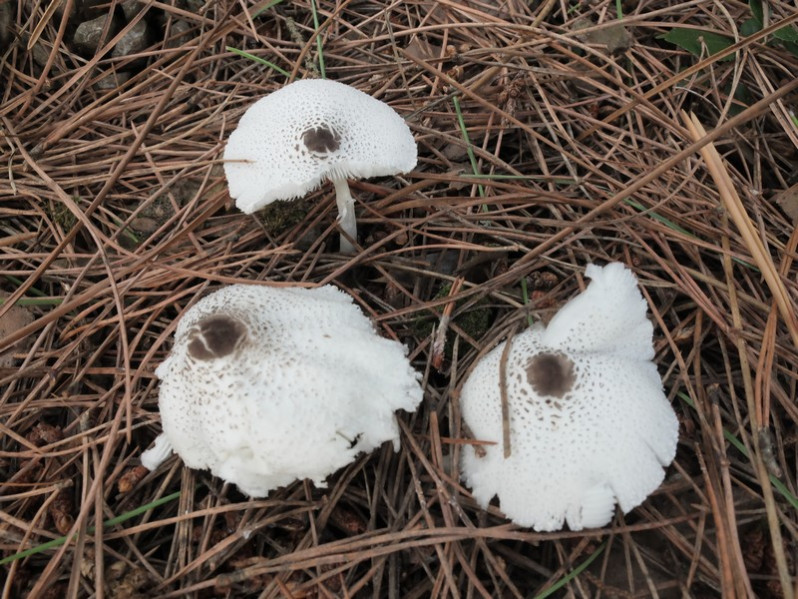 Leucocorpinus brebissonii (Godey) Locq., 1943