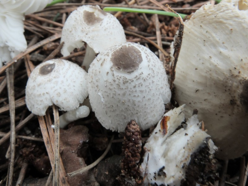 Leucocorpinus brebissonii (Godey) Locq., 1943
