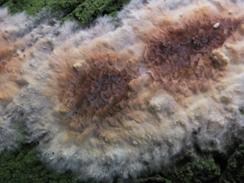 Leucogyrophana pseudomollusca (Parmasto) Parmasto, 1967