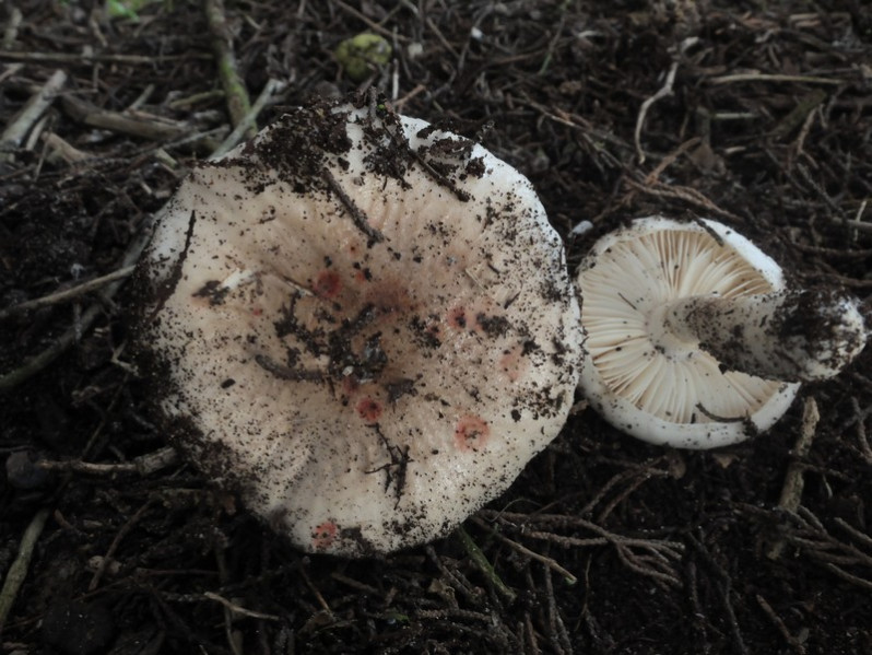 Limacella illinita var. ochraceorosea Béguet & Bon, 1975