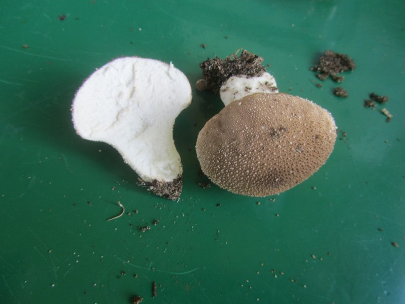 Lycoperdon perlatum Pers., 1796