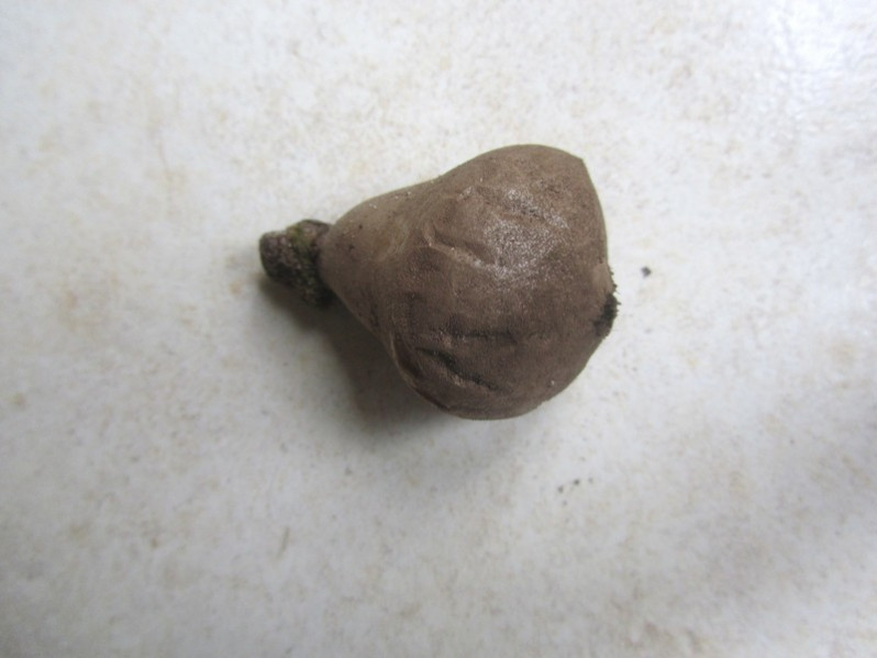 Apioperdon pyriforme (Schaeff.) Vizzini, 2017