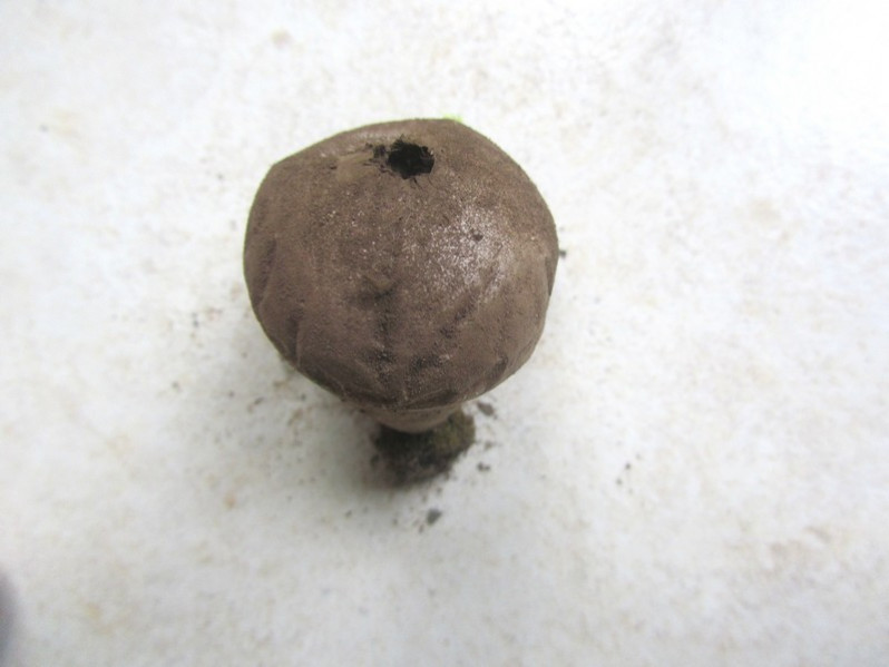 Apioperdon pyriforme (Schaeff.) Vizzini, 2017
