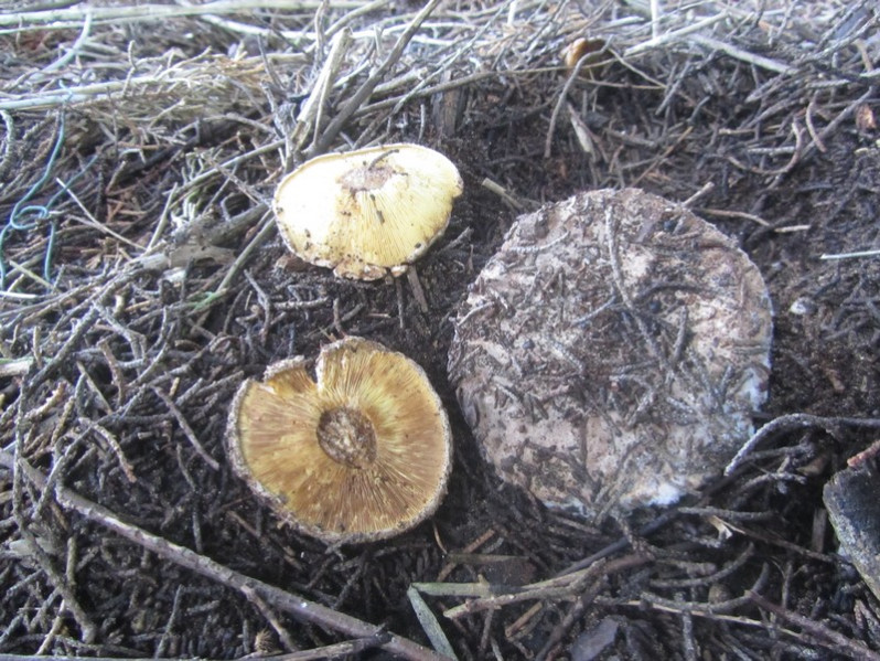 Lyophyllum hypoxanthum Joss. & Riousset, 1975