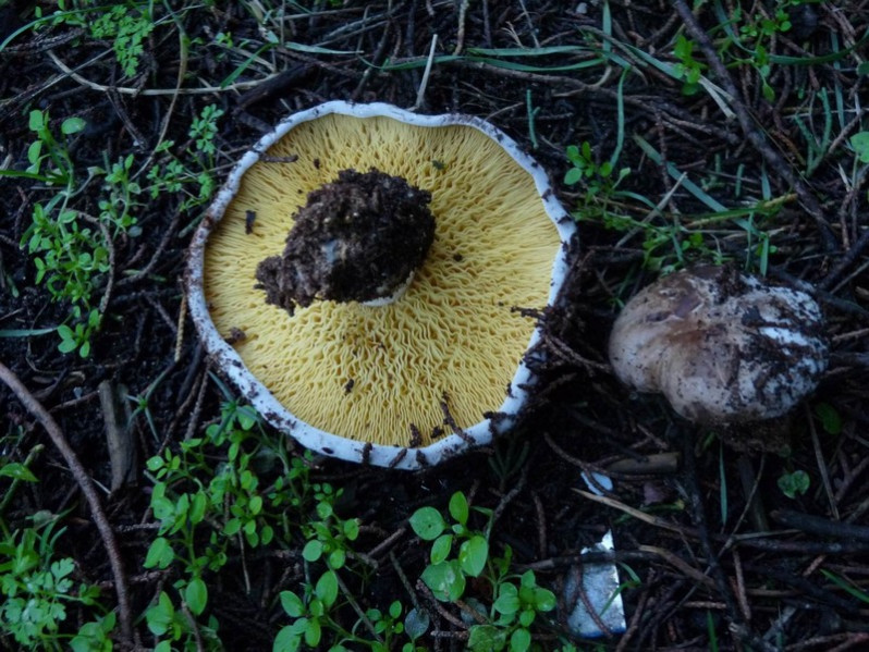 Lyophyllum hypoxanthum Joss. & Riousset, 1975