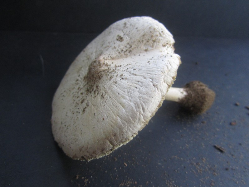 Macrolepiota excoriata (Schaeff.) Wasser, 1978