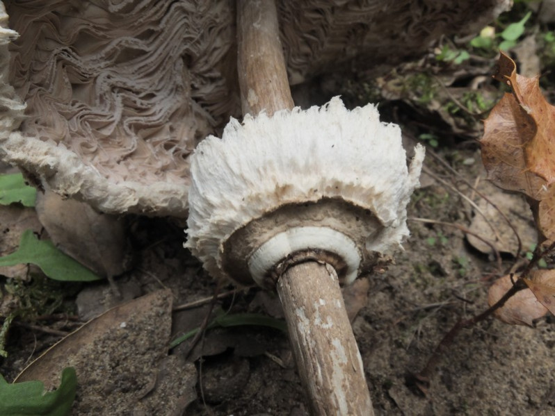 Macrolepiota fuliginosa (Barla) Bon, 1977