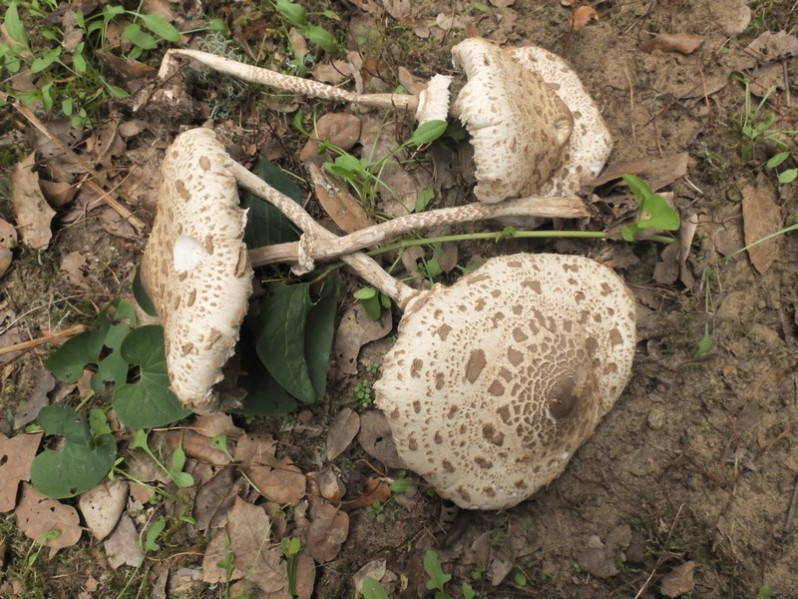 Macrolepiota fuliginosa (Barla) Bon, 1977