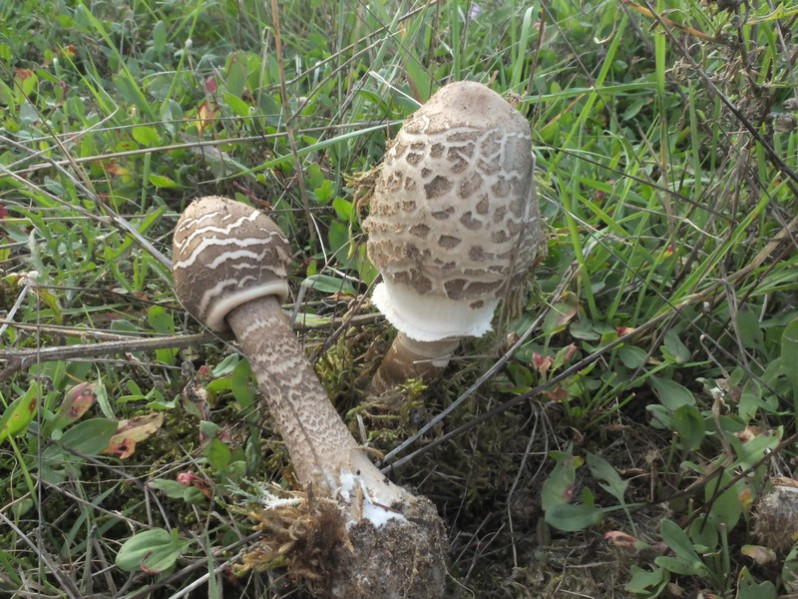 Macrolepiota fuliginosa (Barla) Bon, 1977