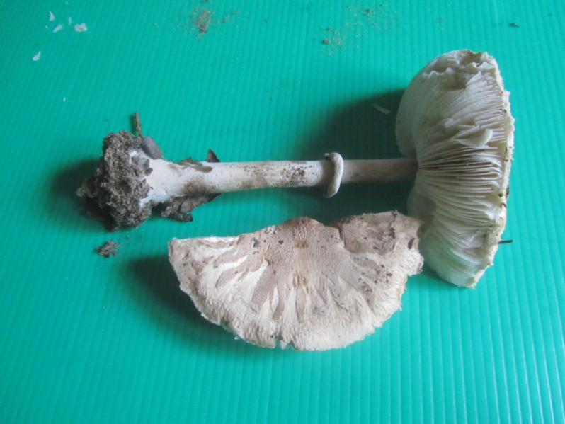 Macrolepiota mastoidea (Fr.) Singer, 1951