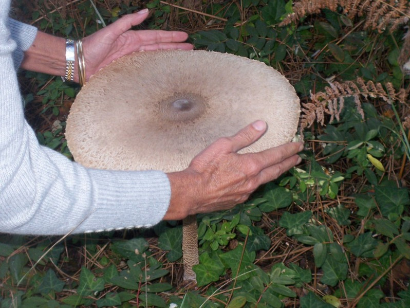 Macrolepiota procera (Scop.) Singer, 1948