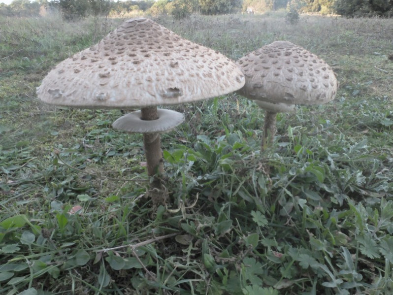 Macrolepiota procera (Scop.) Singer, 1948