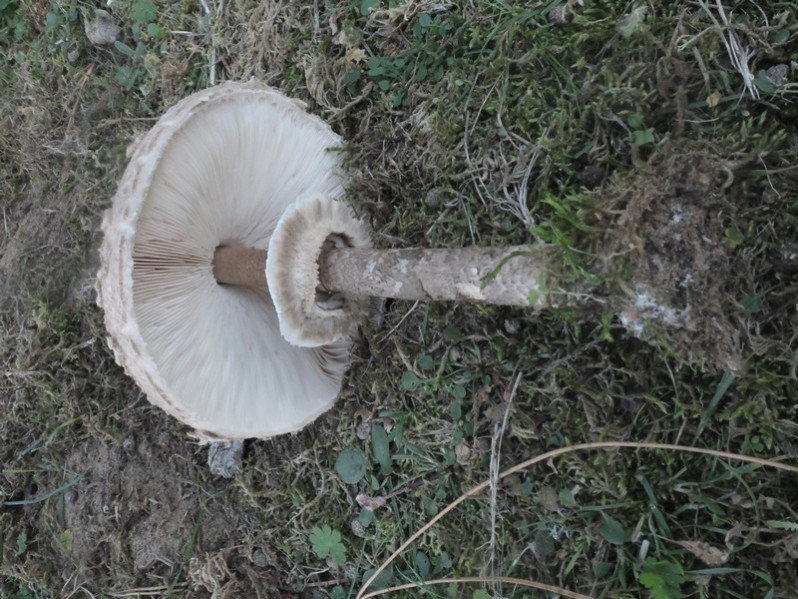 Macrolepiota procera (Scop.) Singer, 1948