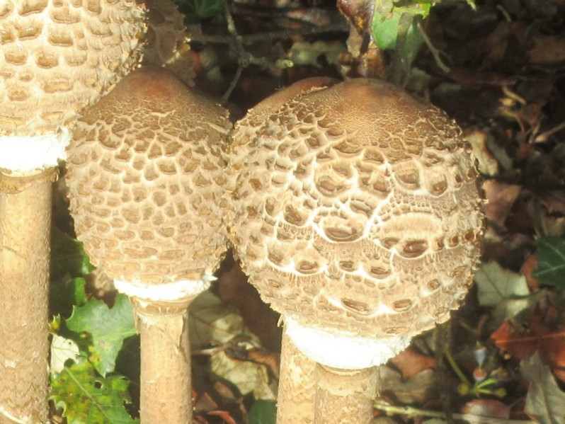 Macrolepiota procera (Scop.) Singer, 1948