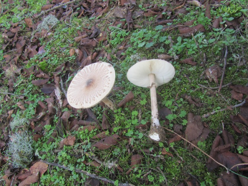 Macrolepiota psammophyla Guinb., 1996