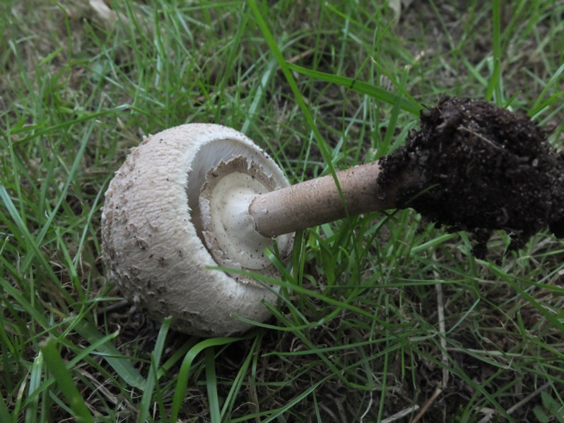 Macrolepiota psammophyla Guinb., 1996