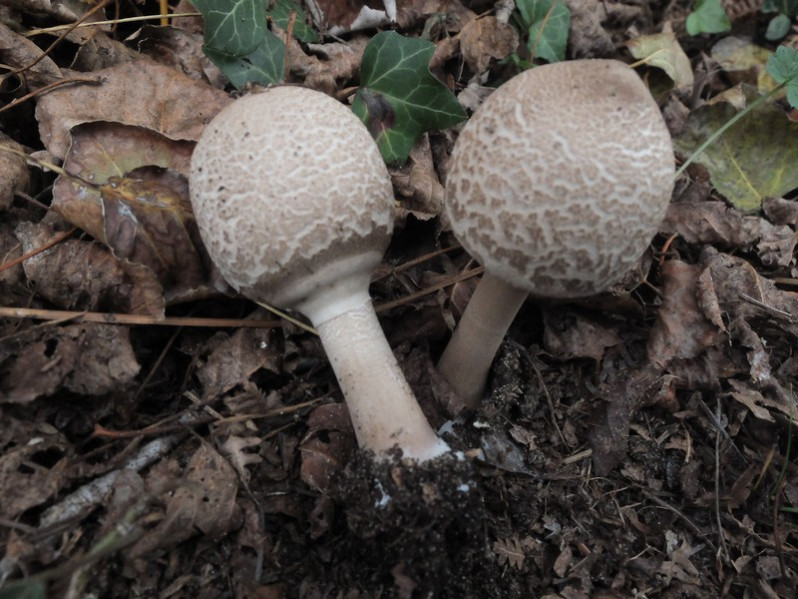 Macrolepiota psammophyla Guinb., 1996