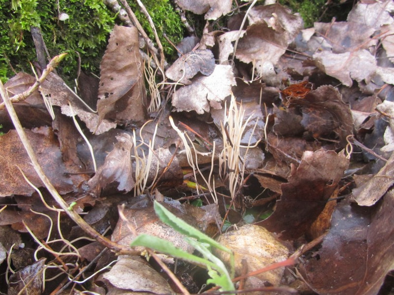 Macrotyphula juncea (Alb. & Schwein.) Berthier, 1974