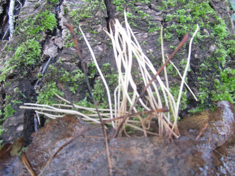 Macrotyphula juncea (Alb. & Schwein.) Berthier, 1974