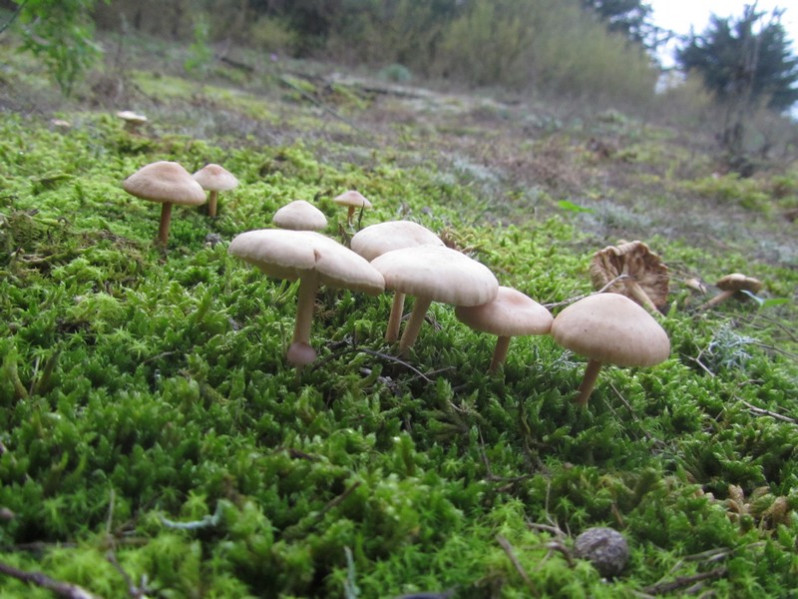 Marasmius oreades (Bolton) Fr., 1836