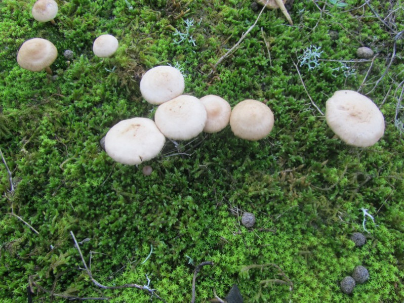 Marasmius oreades (Bolton) Fr., 1836