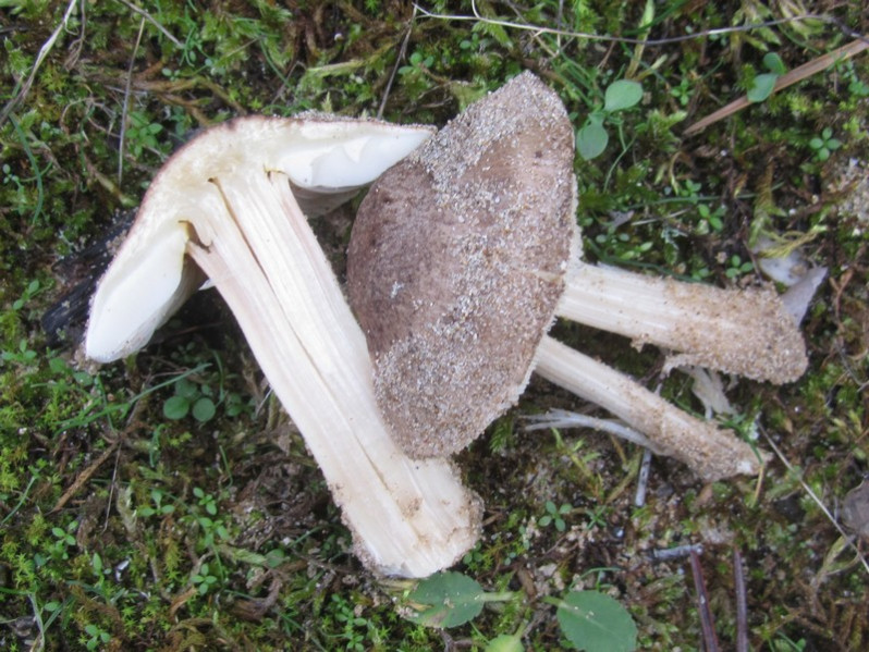 Melanoleuca cinereifolia (Bon) Bon, 1978