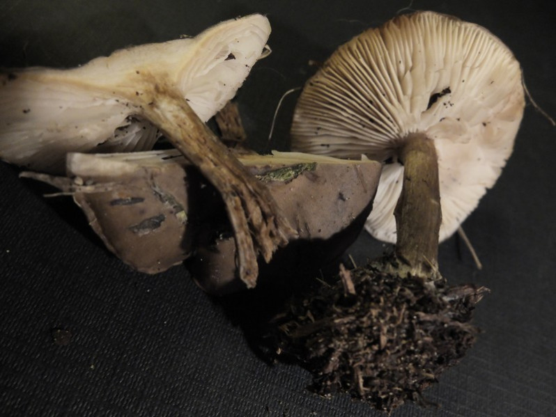Melanoleuca friesii (Bres.) Bon, 1978