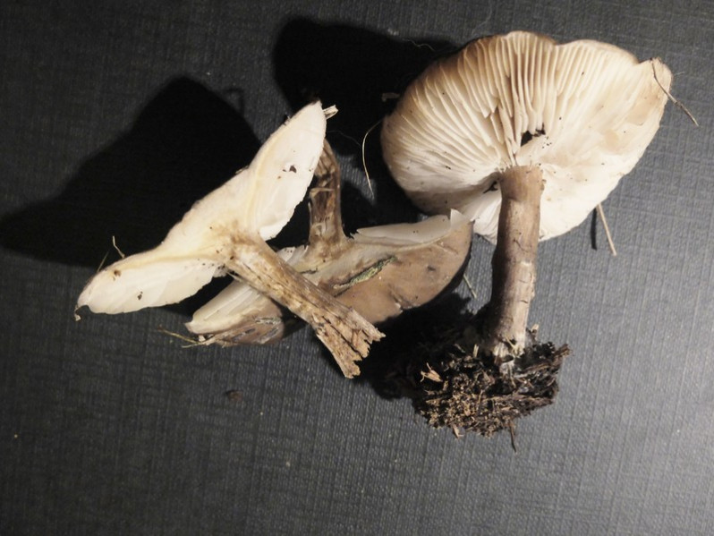 Melanoleuca friesii (Bres.) Bon, 1978