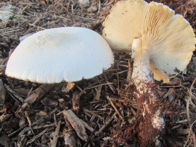 Melanoleuca verrucipes (Fr.) Singer, 1939
