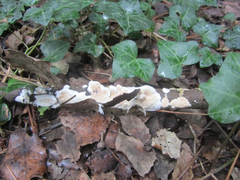 Meruliopsis corium (Pers.) Ginns, 1976