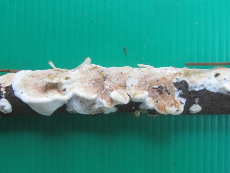 Meruliopsis corium (Pers.) Ginns, 1976