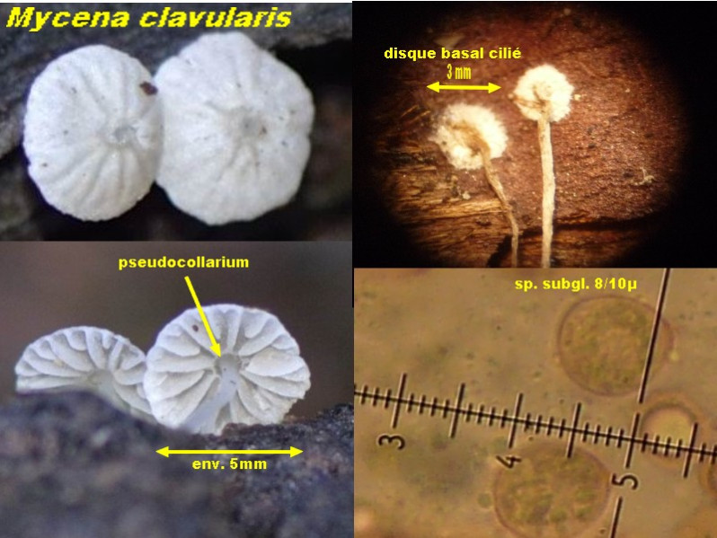 Mycena clavularis (Batsch) Sacc., 1887