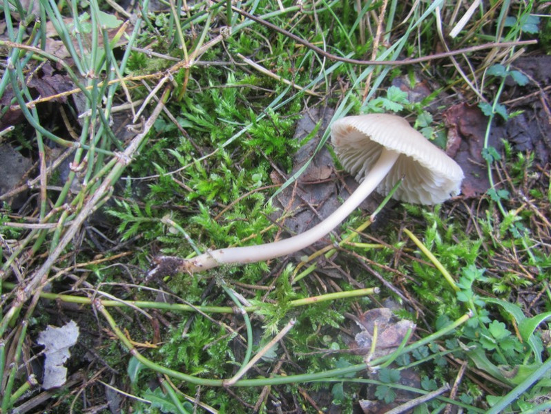 Mycena galericulata (Scop.) Gray, 1821