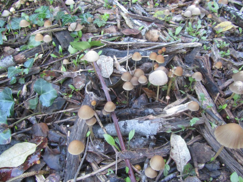 Mycena leptocephala (Pers.) Gillet, 1876