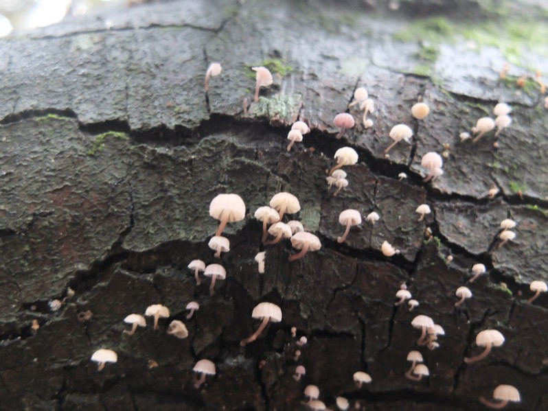 Mycena meliigena (Berk. & Cooke) Sacc., 1887