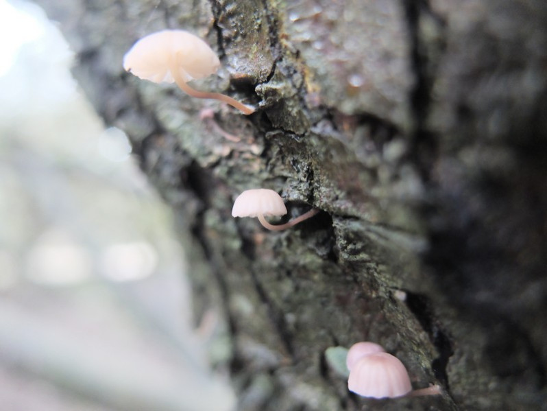 Mycena meliigena (Berk. & Cooke) Sacc., 1887