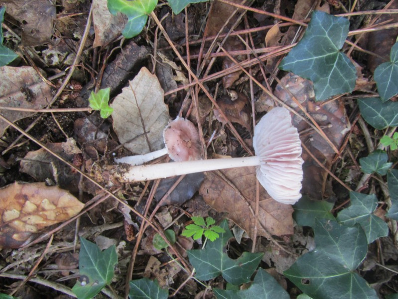 Mycena rosea Gramberg, 1912