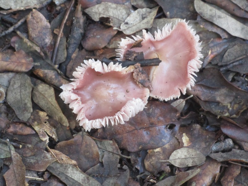 Mycena rosea Gramberg, 1912