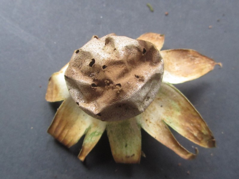 Myriostoma coliforme (Dicks.) Corda, 1842