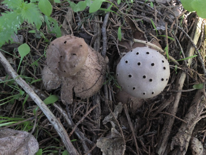 Myriostoma coliforme (Dicks.) Corda, 1842