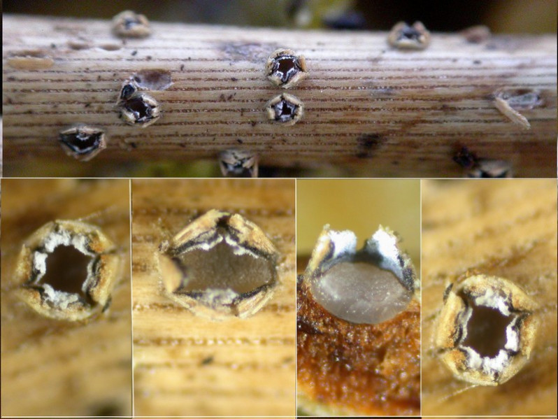 Naemacylus fimbriatus (Schwein.) DiCosmo, Peredo & Minter, 1983