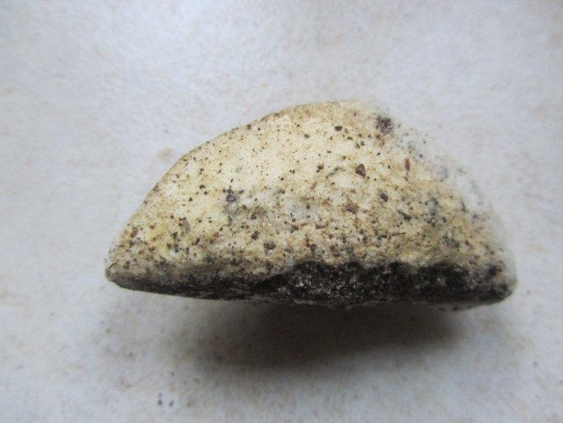 Cyanosporus caesius (Schrad.) McGinty, 1909